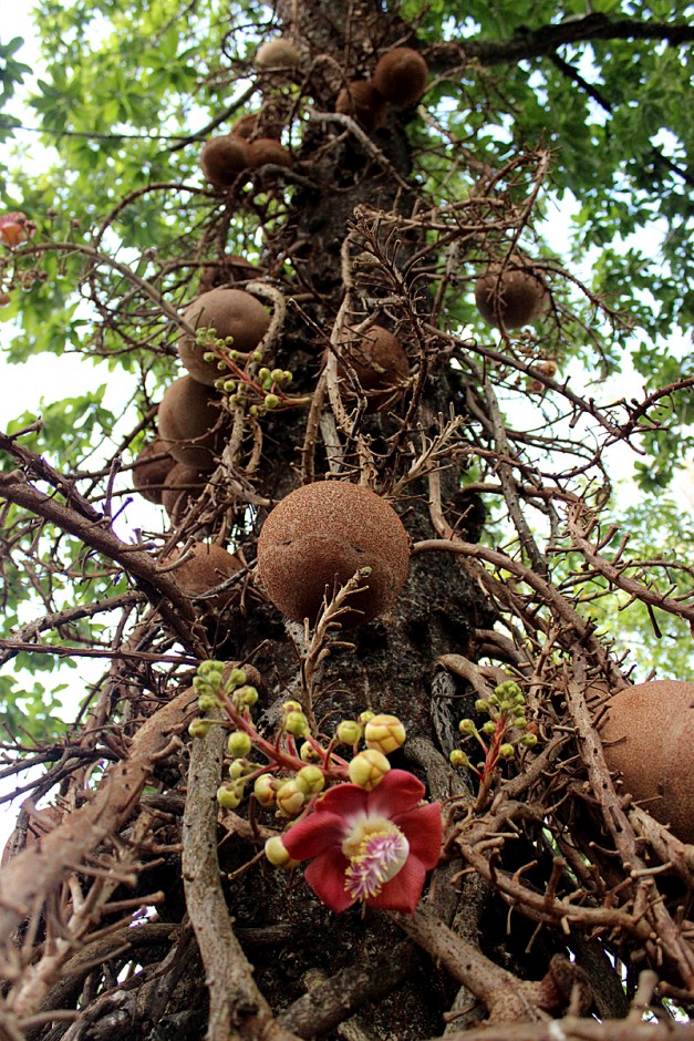 Drevo brazilskega oreha