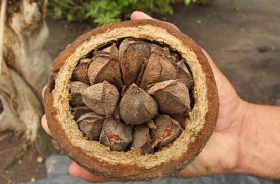 raw-brazil-nuts2-1