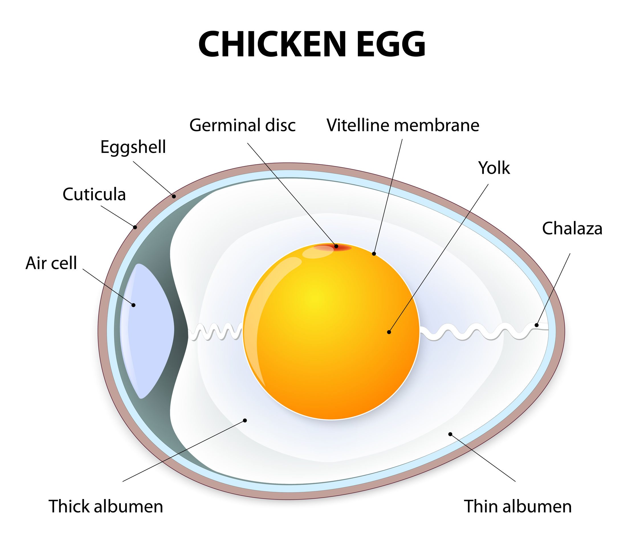 sestava jajc